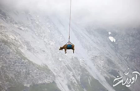 عکسهای جالب,عکسهای جذاب,انتقال یک گاو 